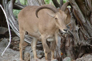 Grivist ram - divji predstavnik koze Grivist ram - divji predstavnik koze